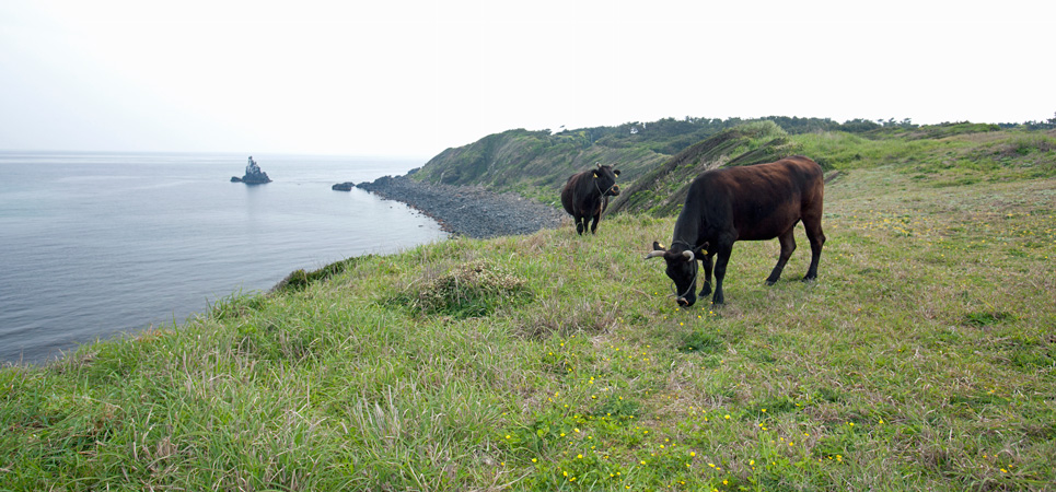 壱岐牛の写真